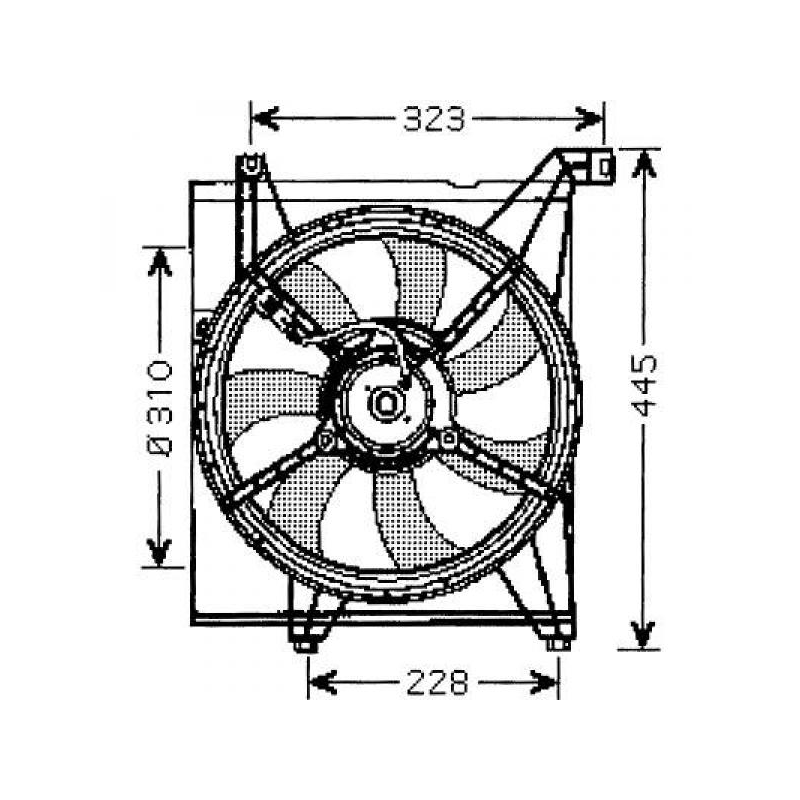 EL.L�FTER LI.      CERATO,